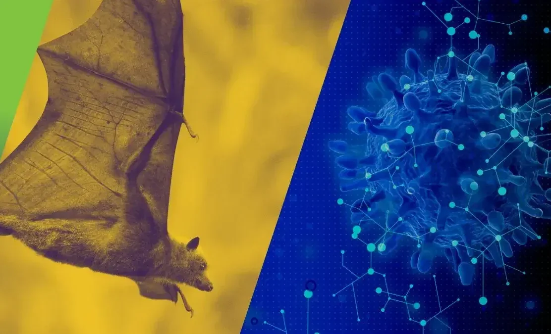 Nipah_back.2e16d0ba.format-webp.fill-1668x1014.webp