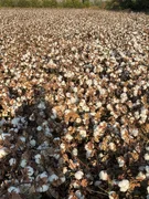 WhatsApp Image 2025-10-09 at 07.26.43.jpeg