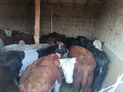 WhatsApp Image 2025-11-12 at 14.57.36.jpeg