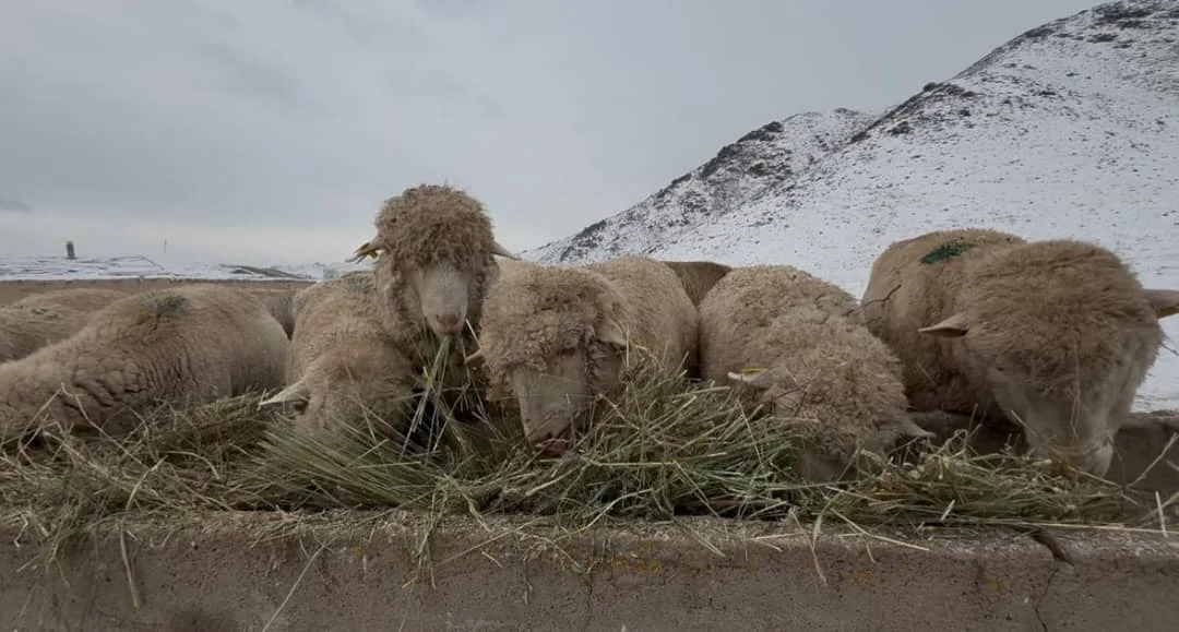 WhatsApp Image 2026-01-04 at 17.02.35 (1).jpeg