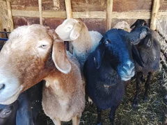 WhatsApp Image 2026-02-20 at 13.21.18.jpeg