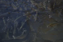 WhatsApp Image 2026-03-30 at 06.12.34 (4).jpeg