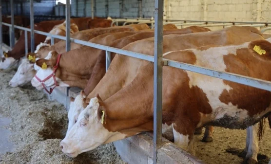 WhatsApp Image 2026-01-26 at 12.49.06.jpeg