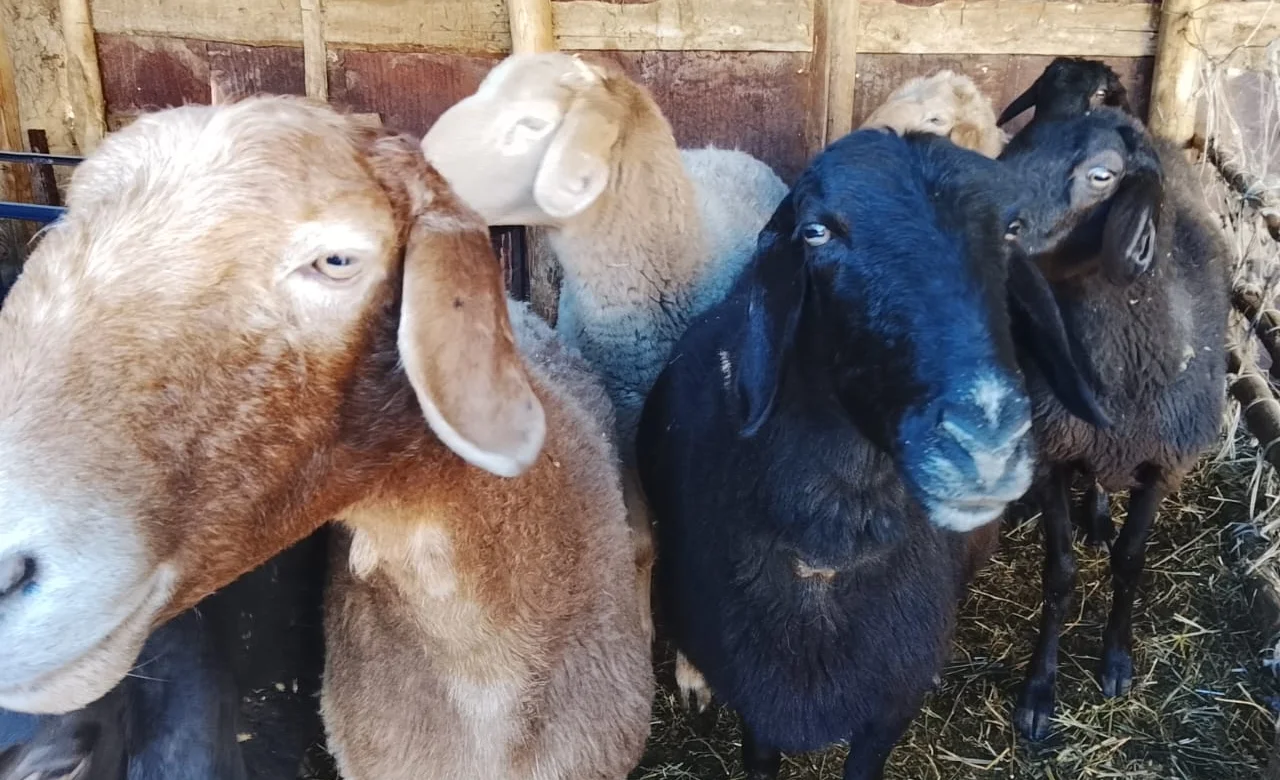 WhatsApp Image 2026-02-20 at 13.21.18.jpeg