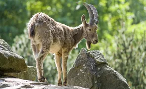 altajskij-kozerog-2.2e16d0ba.format-webp.fill-1668x1014.webp