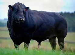 angus-cattle-breed.webp