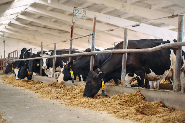 cows-farm-cows-eating-hay-stable_109285-10279