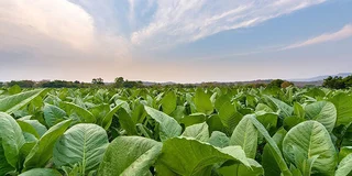 honduras-tobacco-01-850x425.jpg