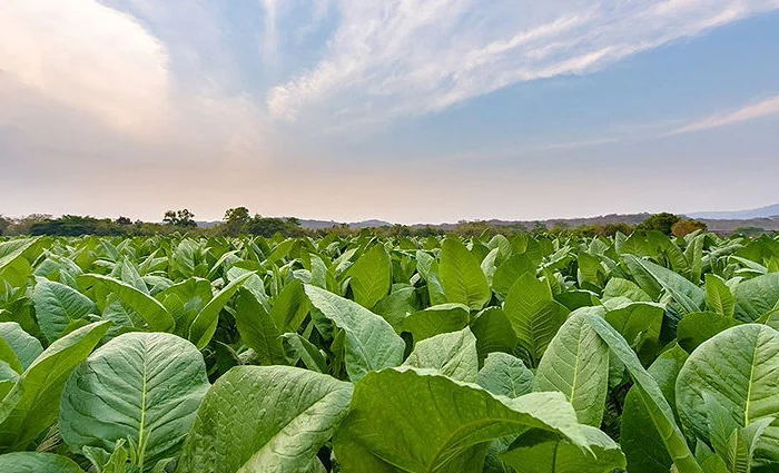 honduras-tobacco-01-850x425.jpg