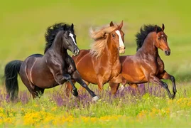 image_E1bTADA.webp