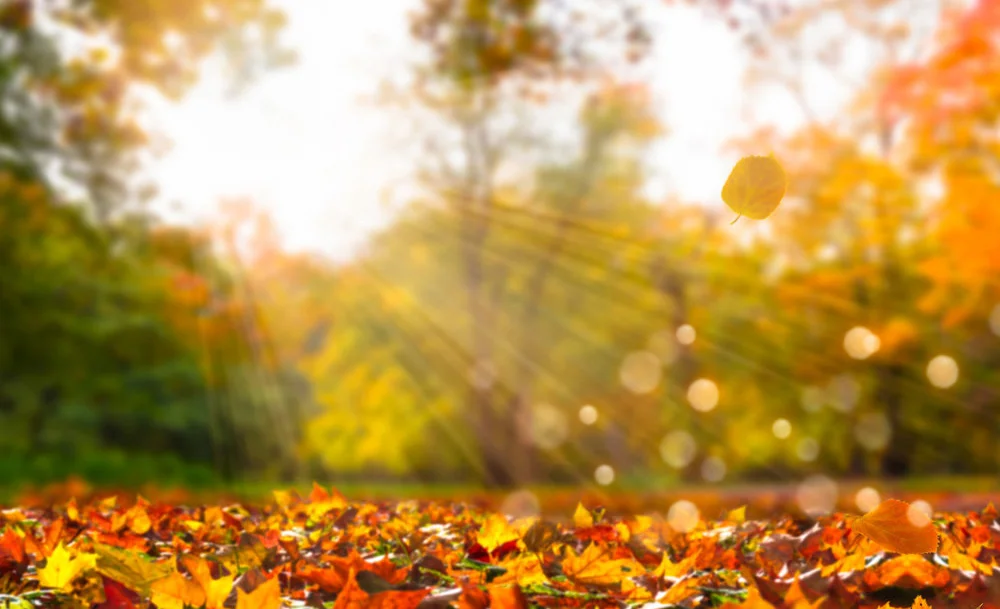 istock-10040076101000_d_850.jpg