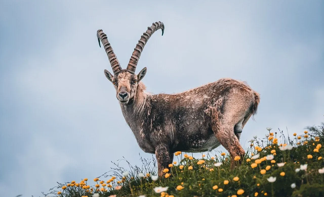 козерог-тоо_эчки-capricorn.webp
