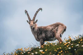 козерог-тоо_эчки-capricorn.webp