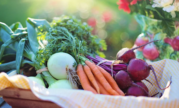 organic-vegetable-farming.jpg