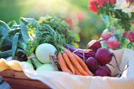 organic-vegetable-farming.jpg