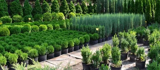pitomnik-rastenij-garden-flora.png