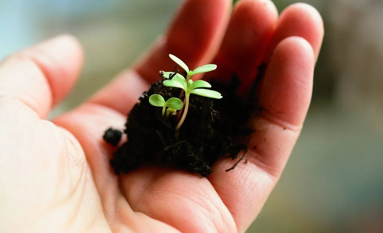 саженец-көчөт-seedling.webp
