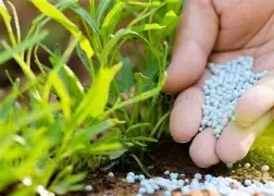 семена и селитра.webp