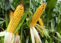 when-can-you-harvest-corn-and-how-to-determine-ripeness-3.webp