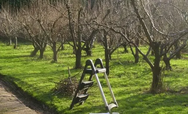 when-to-prune-apple-trees-in-autumn-in-what-month-2.webp